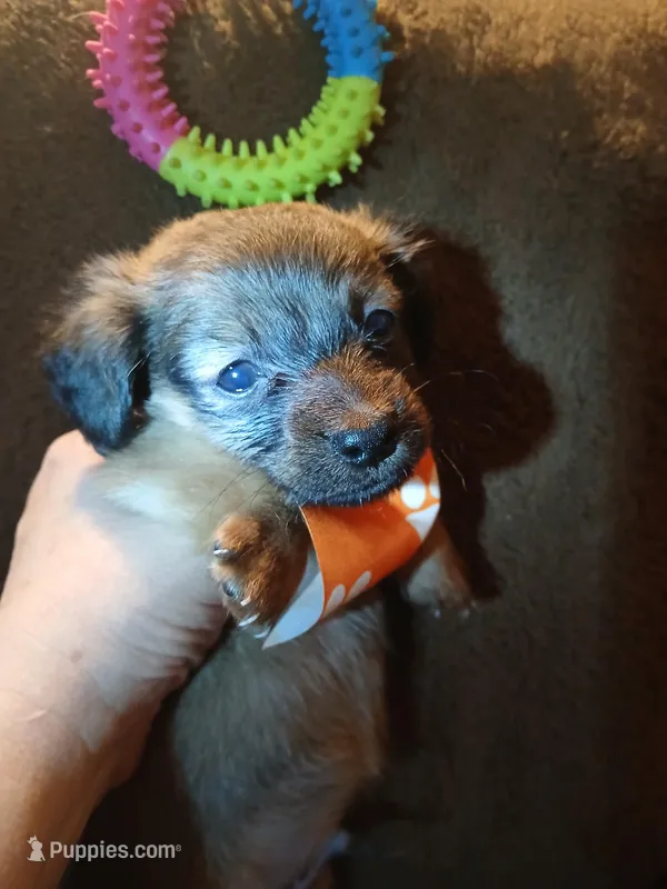 Chewbacca – Pomeranian, Miniature Dachshund puppy for sale in Colebrook, NH