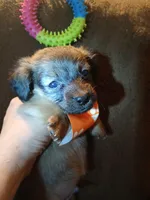 Chewbacca, a male Pomeranian and Miniature Dachshund for sale in Colebrook, NH – Photo 1 of 2