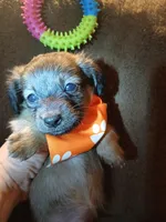 Chewbacca, a male Pomeranian and Miniature Dachshund for sale in Colebrook, NH – Photo 2 of 2