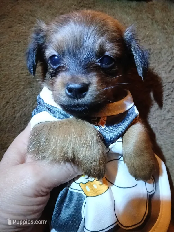 Cooper – Pomeranian, Miniature Dachshund puppy for sale in Colebrook, NH