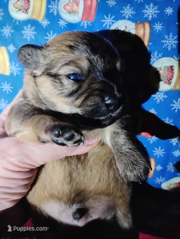 Bear – Pomeranian, Miniature Dachshund puppy for sale in Colebrook, NH