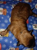 Bear, a male Pomeranian and Miniature Dachshund for sale in Colebrook, NH – 2 of 2