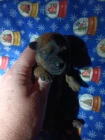 Bear, a male Pomeranian and Miniature Dachshund for sale in Colebrook, NH – 1 of 2