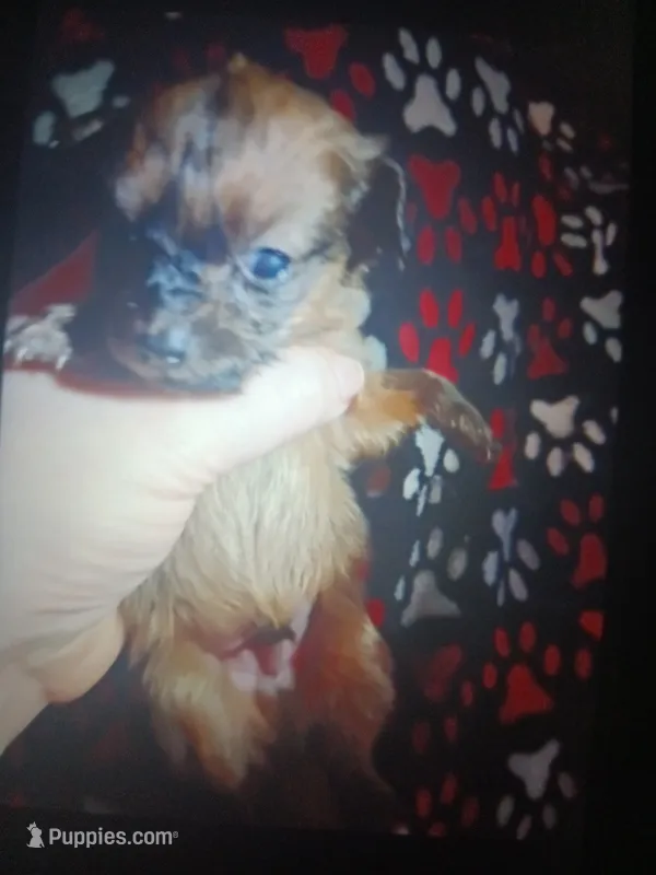  Koda – Miniature Dachshund puppy for sale in Colebrook, NH