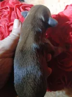 Tyco, a male Pomeranian and Miniature Dachshund for sale in Colebrook, NH – Photo 3 of 3