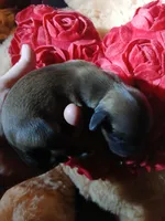 Tyco, a male Pomeranian and Miniature Dachshund for sale in Colebrook, NH – Photo 2 of 3