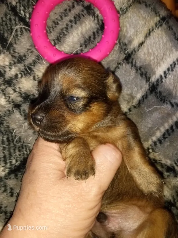 Tyco – Pomeranian, Miniature Dachshund puppy for sale in Colebrook, NH