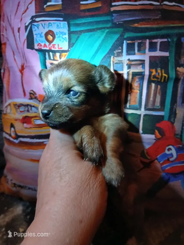 Tyco – Pomeranian, Miniature Dachshund puppy for sale in Colebrook, NH