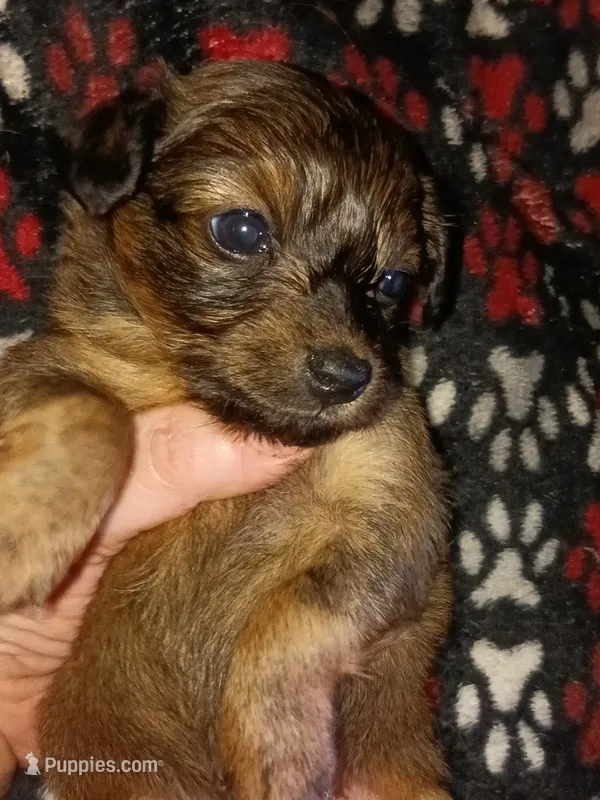 Kenai – Miniature Dachshund puppy for sale in Colebrook, NH