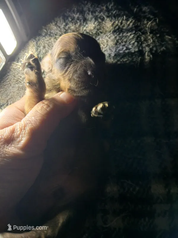 Buster – Pomeranian, Miniature Dachshund puppy for sale in Colebrook, NH