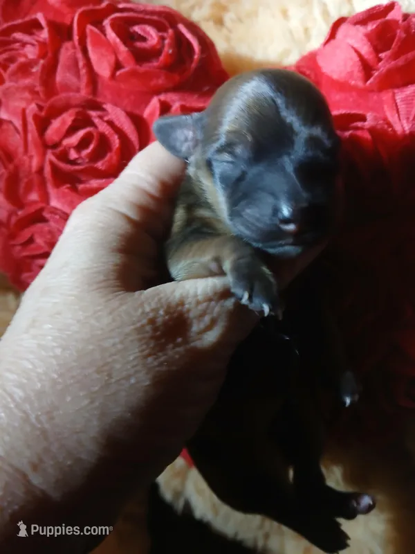 Buster, a male Pomeranian and Miniature Dachshund for sale in Colebrook, NH – Photo 1 of 1