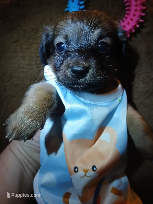 Bear, a male Pomeranian and Miniature Dachshund for sale in Colebrook, NH – Photo 1 of 1