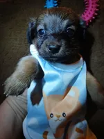 Bear, a male Pomeranian and Miniature Dachshund for sale in Colebrook, NH – 1 of 1