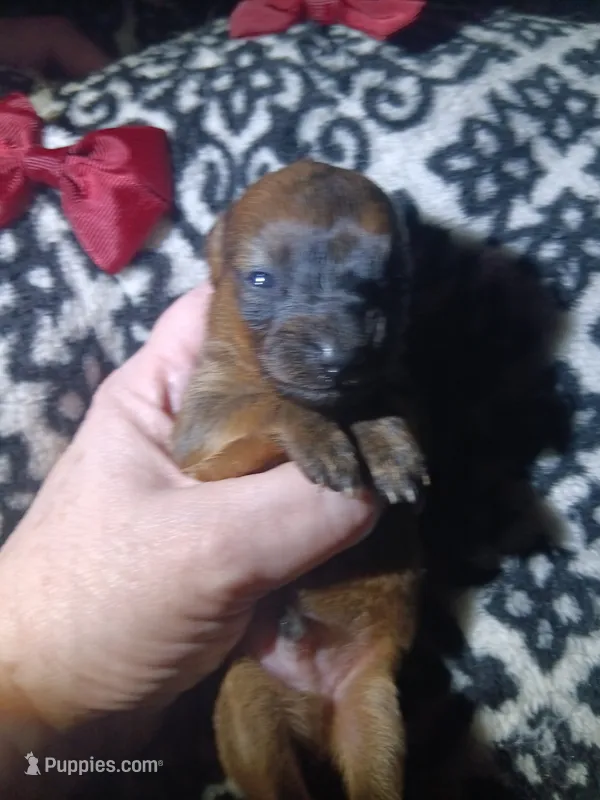  Koda – Miniature Dachshund puppy for sale in Colebrook, NH