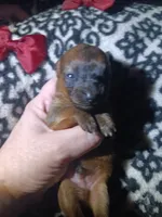  Koda, a male Miniature Dachshund for sale in Colebrook, NH – 1 of 2
