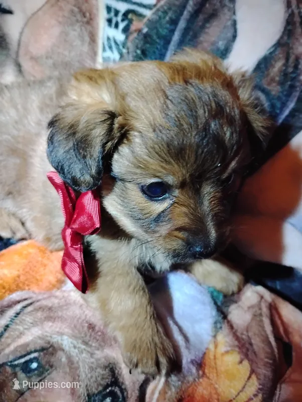 Chewbacca  – Pomeranian puppy for sale in Colebrook, NH