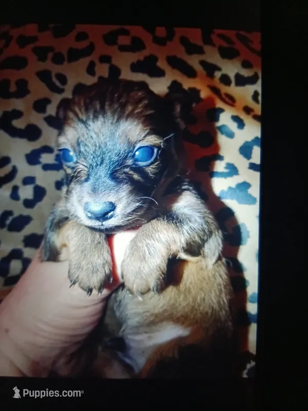  Koda – Miniature Dachshund puppy for sale in Colebrook, NH