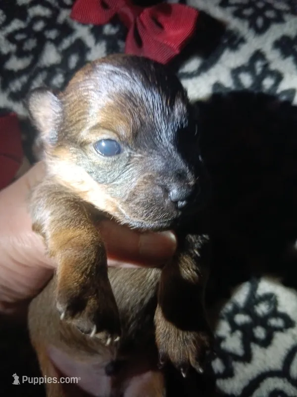 Kenai – Miniature Dachshund puppy for sale in Colebrook, NH