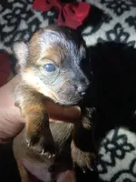 Kenai, a male Miniature Dachshund for sale in Colebrook, NH – 1 of 1