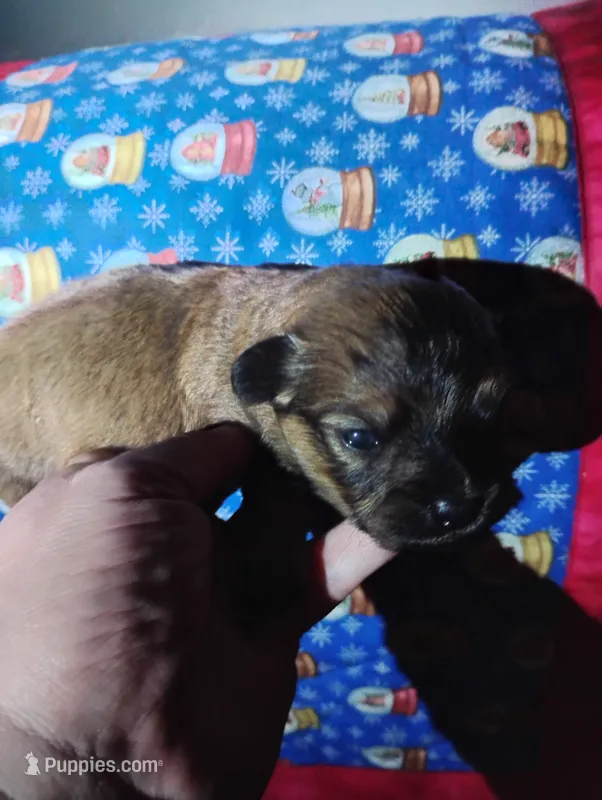 Bear – Pomeranian, Miniature Dachshund puppy for sale in Colebrook, NH