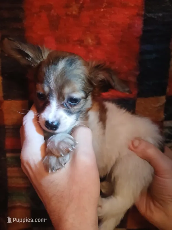 Kiara – Pomeranian, Miniature Dachshund puppy for sale in Colebrook, NH