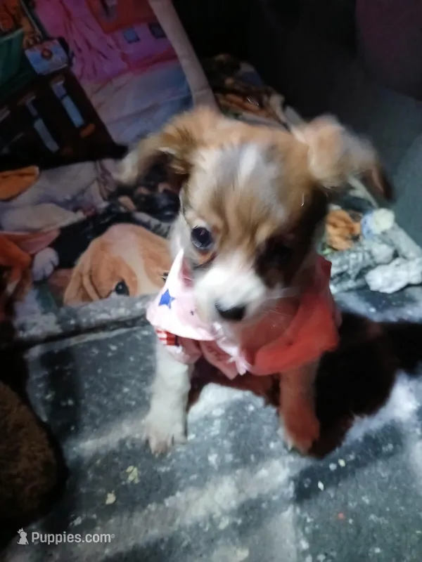 Kiara – Pomeranian, Miniature Dachshund puppy for sale in Colebrook, NH