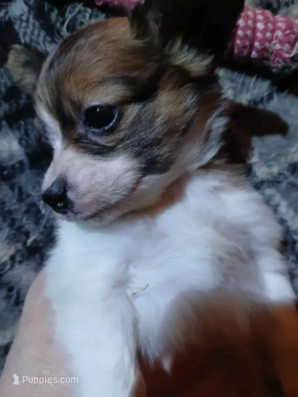 Kiara – Pomeranian, Miniature Dachshund puppy for sale in Colebrook, NH