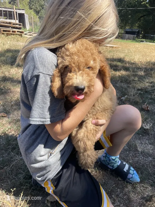 Butterball – Poodle - Standard  puppy for sale in Ava, MO
