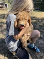 Butterball, a male Poodle - Standard  for sale in Ava, MO – 1 of 7