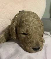 Butterball, a male Poodle - Standard  for sale in Ava, MO – 5 of 5