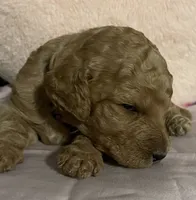 Daisey, a female Poodle - Standard  for sale in Ava, MO – 6 of 6