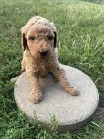 Daisey, a female Poodle - Standard  for sale in Ava, MO – 1 of 6
