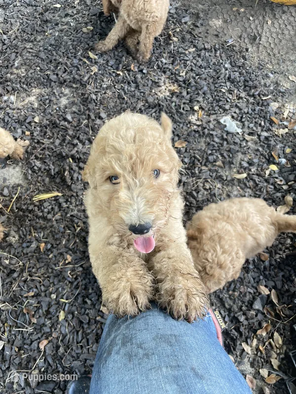 Prince – Poodle - Standard  puppy for sale in Ava, MO