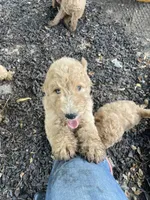 Prince, a male Poodle - Standard  for sale in Ava, MO – 1 of 9