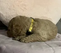 Butterball, a male Poodle - Standard  for sale in Ava, MO – 4 of 5