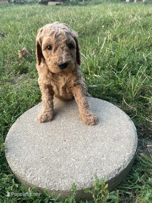 Cocoa – Poodle - Standard  puppy for sale in Ava, MO