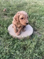 Cocoa, a female Poodle - Standard  for sale in Ava, MO – 3 of 8