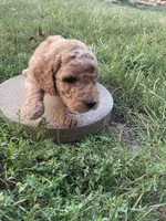Angel, a female Poodle - Standard  for sale in Ava, MO – 2 of 6
