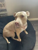 Winchester (Winnie), a female American Pit Bull Terrier for sale in Ava, MO – 1 of 3