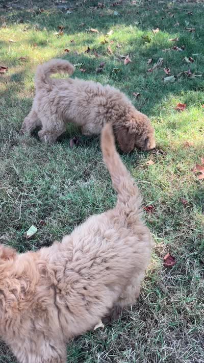 Daisey, a female Poodle - Standard  for sale in Ava, MO – 2 of 8