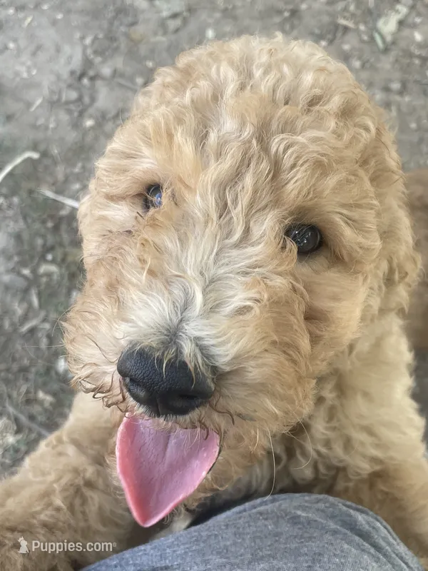 Cocoa – Poodle - Standard  puppy for sale in Ava, MO