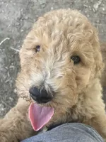Cocoa, a female Poodle - Standard  for sale in Ava, MO – 1 of 10