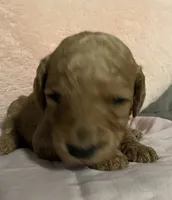 Prince, a male Poodle - Standard  for sale in Ava, MO – 4 of 5