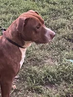 FJord, a male American Pit Bull Terrier for sale in Ava, MO – 2 of 5