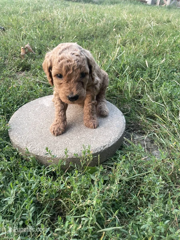 Prince – Poodle - Standard  puppy for sale in Ava, MO