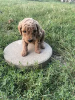 Prince, a male Poodle - Standard  for sale in Ava, MO – 1 of 5