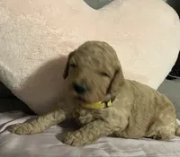 Butterball, a male Poodle - Standard  for sale in Ava, MO – 3 of 5