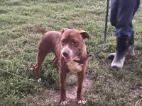 FJord, a male American Pit Bull Terrier for sale in Ava, MO – 3 of 5