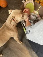 Winchester (Winnie), a female American Pit Bull Terrier for sale in Ava, MO – 3 of 3