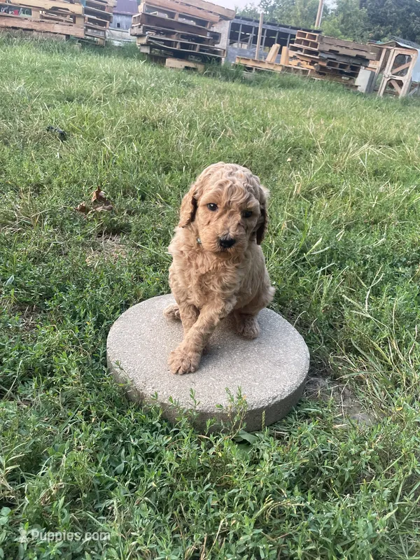 Angel – Poodle - Standard  puppy for sale in Ava, MO